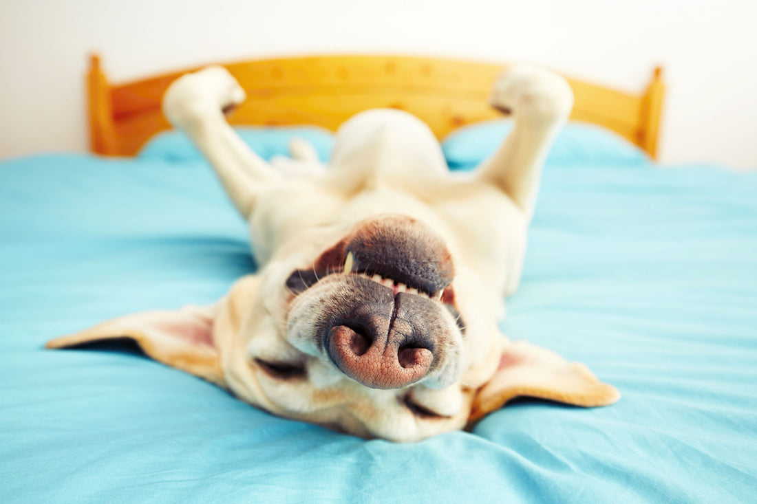 Die Körpersprache des Hundes verstehen