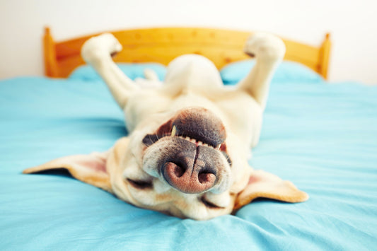 Die Körpersprache des Hundes verstehen