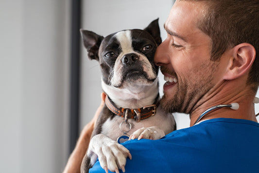 Das 1 x 1 der Hundegesundheit